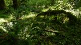 Hoh Rainforest.